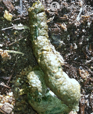 Normal chicken poop- grass clippings make it green. Normal chicken poop- grass clippings make it green.