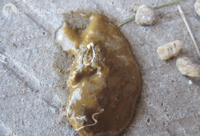 Normal chicken poop picture Normal chicken poop picture