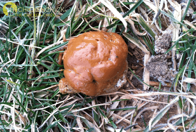 Normal chicken poop picture Normal chicken droppings