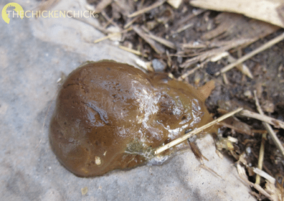 Cecal chicken poop, normal. Cecal chicken poop, normal.