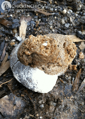 Normal chicken fecal matter with urates on top (white cap). Normal chicken droppings- white cap is urates, the chicken equivalent of urine waste