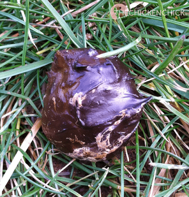 Cecal chicken poop, normal. The darker the cecal poop, the higher the stink ratio as a general observation. Cecal chicken poop, normal. The darker the cecal poop, the higher the stink ratio as a general observation.