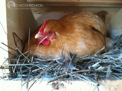 SuperBroody, April (a Buff Orpington) SuperBroody, April (a Buff Orpington)
