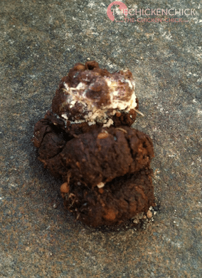 Normal chicken droppings with visible scratch. Normal chicken droppings with visible scratch.