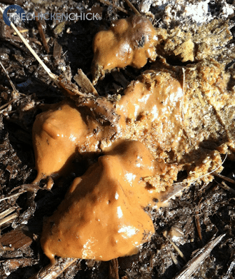 Normal chicken poop, cecal. Normal chicken poop, cecal.