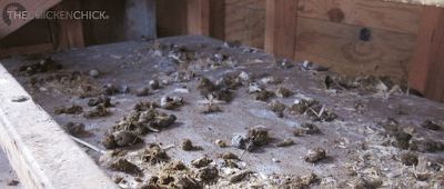Droppings boards in a coop catch the nightly deposits and keep the bedding cleaner, longer. Scraping down the droppings boards daily provides an opportunity to observe anything abnormal. Droppings boards in a coop catch the nightly deposits and keep the bedding cleaner, longer. Scraping down the droppings boards daily provides an opportunity to observe anything abnormal.
