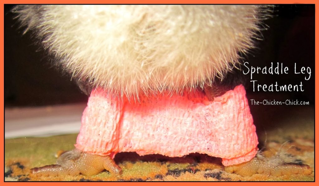 Spraddle leg & Crooked Toes in Chicks Causes and Treatments