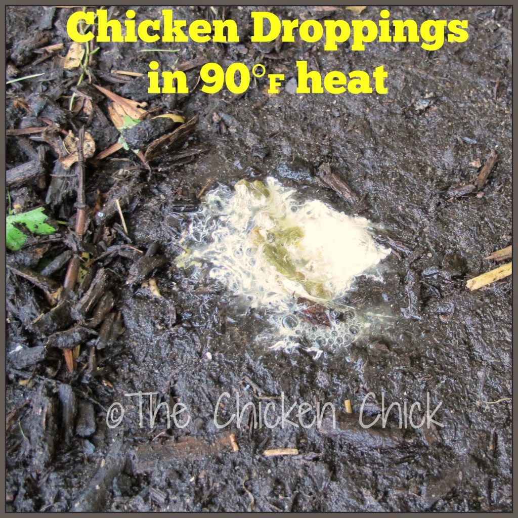 Normal chicken poop is watery in high heat due to increased water intake. Normal chicken poop is watery in high heat due to increased water intake.