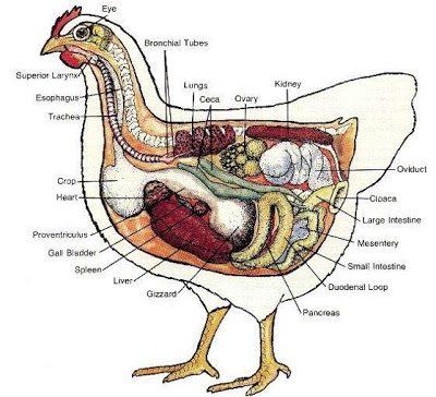 It helps to understand a little bit about the journey food takes through a chicken's body to appreciate the end result. (ha!) It helps to understand a little bit about the journey food takes through a chicken's body to appreciate the end result. (ha!)