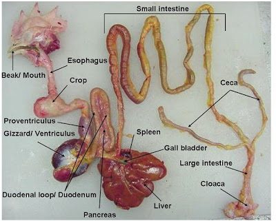 This is an actual hen's digestive tract. This is an actual hen's digestive tract.