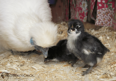 Meet the original baby chick warmer: the mother hen. A chicken's normal body temperature ranges between 103°-107° F. Meet the original baby chick warmer: the mother hen. A chicken's normal body temperature ranges between 103°-107° F.