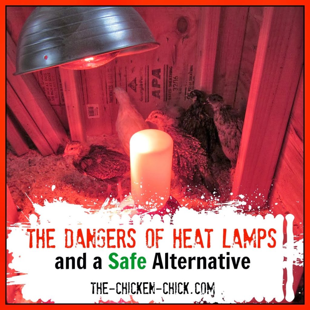 The Dangers of Brooder Heat Lamps and a Safe Alternative