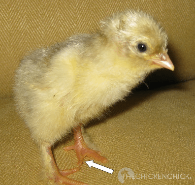 Windy, my Blue Splash Marans, hatched under fluxuating incubator conditions due to a power outtage. Windy, my Blue Splash Marans, hatched under fluxuating incubator conditions due to a power outtage.