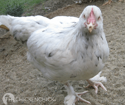 Windy did not have her toes corrected as I was unaware of the treatment at the time. The crooked toes do not pose a problem for her. Windy did not have her toes corrected as I was unaware of the treatment at the time. The crooked toes do not pose a problem for her.