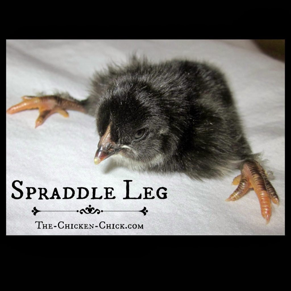 Spraddle leg & Crooked Toes in Chicks Causes and Treatments