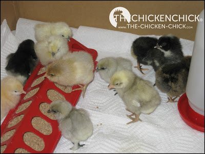 Chicks require a flooring surface that is safe for walking on and absorbent. I recommend paper towels over puppy training pads for the first 5-7 days. Chicks require a flooring surface that is safe for walking on and absorbent. I recommend paper towels over puppy training pads for the first 5-7 days.