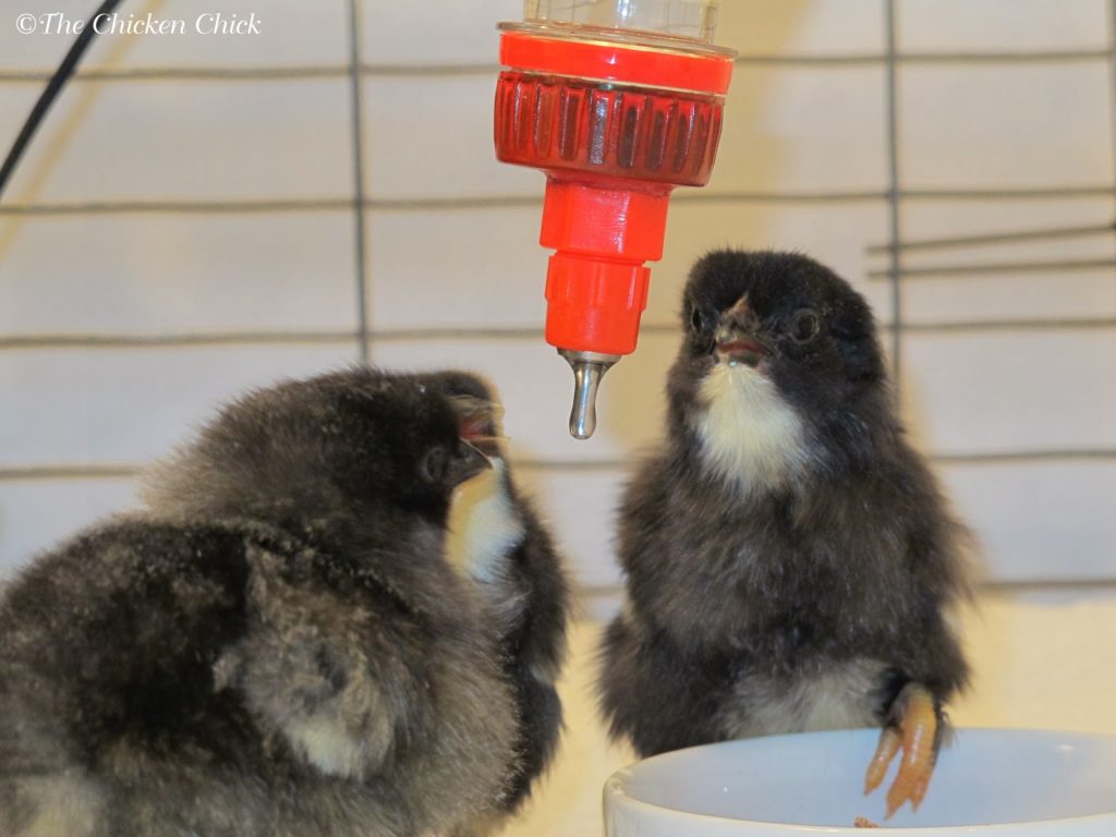 Chicks quickly learn to drink from poultry nipple waterers from day one. Chicks quickly learn to drink from poultry nipple waterers from day one.