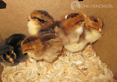 Baby chicks huddle together and cheep noisily when they are cold. Baby chicks huddle together and cheep noisily when they are cold.