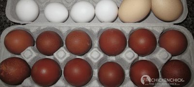 Rooster Fertility: The Tale of Max & the Scrambled Hatching Eggs Black Copper Marans eggs