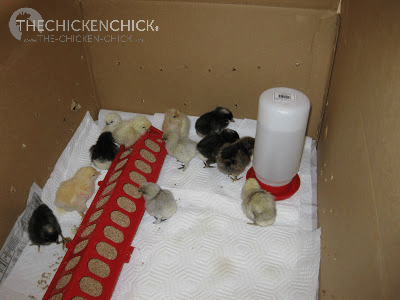 A chick brooder is an enclosure that serves as their home until they are ready to be moved to the coop. A chick brooder is an enclosure that serves as their home until they are ready to be moved to the coop.