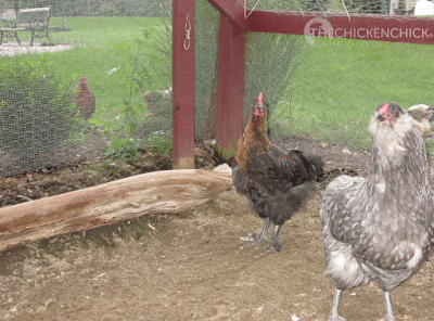 Rooster Fertility: The Tale of Max & the Scrambled Hatching Eggs Black copper Marans rooster