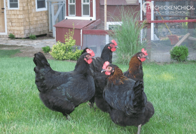 Marans hens Marans hens