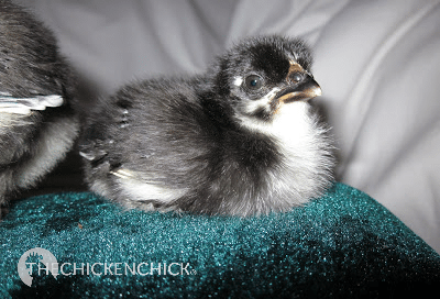 Black Copper Marans chick Black Copper Marans chick