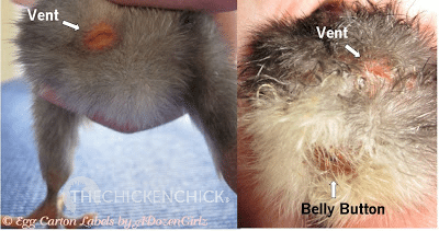 Normal chick vent vs belly button. Normal chick vent vs belly button.