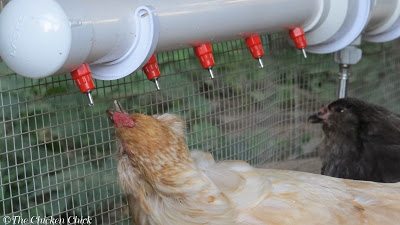 I have found that using a poultry nipple watering system has made drinking much less of an effort for Esther as the water drips into her mouth instead of her having to stoop down, scoop up some in her lower beak and hope that it makes it to the back of her throat when she stands up straight. I have found that using a poultry nipple watering system has made drinking much less of an effort for Esther as the water drips into her mouth instead of her having to stoop down, scoop up some in her lower beak and hope that it makes it to the back of her throat when she stands up straight.