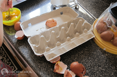 Rooster Fertility: The Tale of Max & the Scrambled Hatching Eggs scrambled hatching eggs