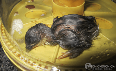 Max's last Connecticut baby. Hatched 3/26/12. Max's last Connecticut baby. Hatched 3/26/12.