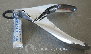 When trimming Esther’s beak, we always have styptic powder at the ready in our chicken first aid kit. Beaks are vascular and if cut too far back, will bleed profusely. Unfortunately, I know this from first-hand experience and it was a frightening lesson in preparedness. When trimming Esther’s beak, we always have styptic powder at the ready in our chicken first aid kit. Beaks are vascular and if cut too far back, will bleed profusely. Unfortunately, I know this from first-hand experience and it was a frightening lesson in preparedness.