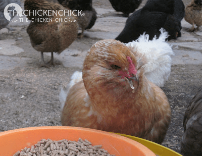 The important thing to watch out for with this condition is that the chicken is able to eat, not only due to their physical limitations but because other flock members may attempt to keep them away from the feed. If that occurs, the chicken should be put in a safe place where only she can access the feed. The important thing to watch out for with this condition is that the chicken is able to eat, not only due to their physical limitations but because other flock members may attempt to keep them away from the feed. If that occurs, the chicken should be put in a safe place where only she can access the feed.