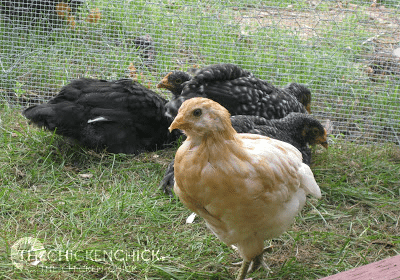 Esther at 6 weeks old. The crooked beak beginning to become apparent. Esther at 6 weeks old. The crooked beak beginning to become apparent.