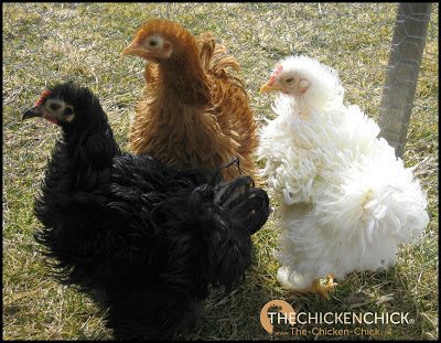 There is a difference between establishing or maintaining one's place in the pecking order and true bullying. Enforcement of the social hierarchy with the occasional peck or nudge is to be expected, but repeated aggressive behavior causing injury is not. There is a difference between establishing or maintaining one's place in the pecking order and true bullying. Enforcement of the social hierarchy with the occasional peck or nudge is to be expected, but repeated aggressive behavior causing injury is not.
