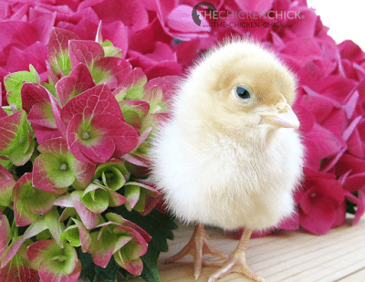 Buff Orpington. Buff Orpington.