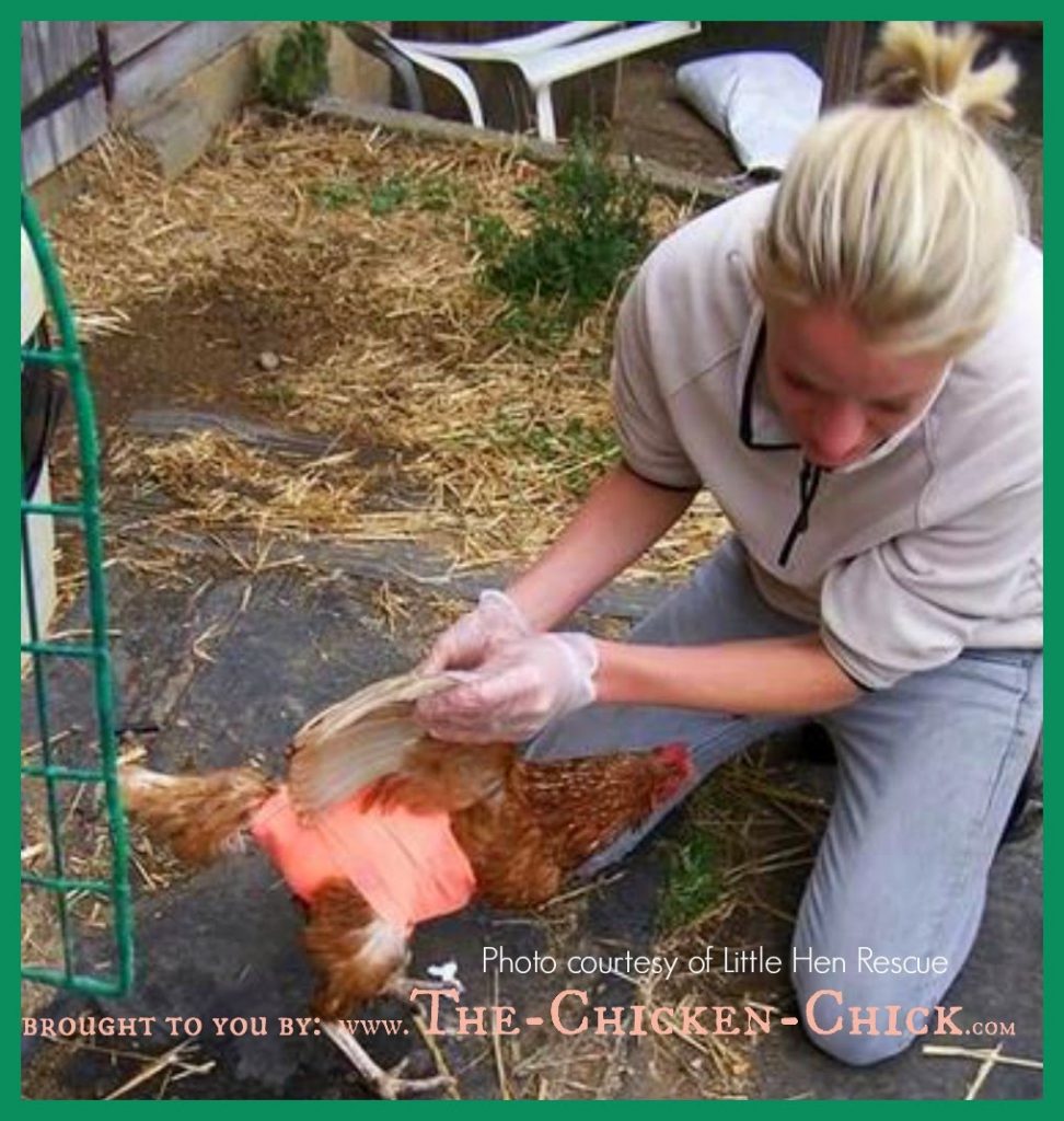 Prolapse Vent in Chickens Causes & Treatment. *Graphic Photos** The Chicken Chick®