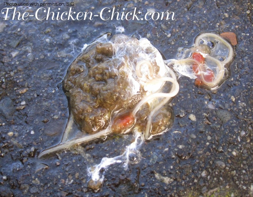 Answers from The Chicken Vet on WORMING The Chicken Chick®