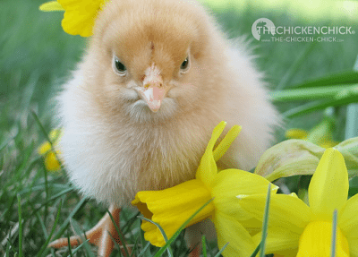 Buff Orpington Buff Orpington
