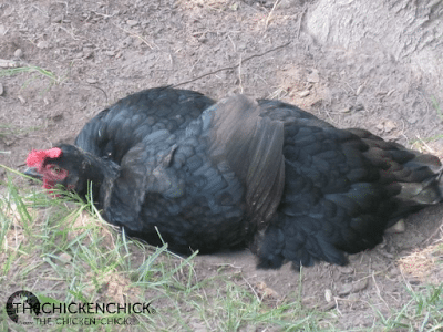 Provide access to dust bathing areas in shady spots around the yard. Chickens cool themselves by digging down to cooler spots in the earth. Provide access to dust bathing areas in shady spots around the yard. Chickens cool themselves by digging down to cooler spots in the earth.