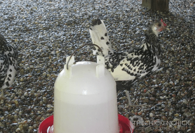 Place a large, plastic bucket or trash can on its side in a shady spot, adding frozen water bottles/jugs inside it for chickens to rest alongside. Place a large, plastic bucket or trash can on its side in a shady spot, adding frozen water bottles/jugs inside it for chickens to rest alongside.