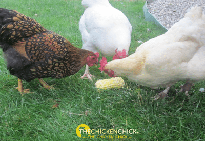 Susie, Penelope & Oprah enjoying frozen corn on the cob. Susie, Penelope & Oprah enjoying frozen corn on the cob.