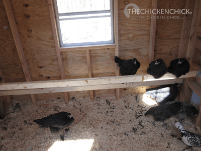 This is the Little Deuce coop, which can be seen in my Virtual Coop Tour. We installed these temporary roosts so the Black Copper Marans chicks could move in but we intended to install a droppings board when time permitted. (It's obvious they were molting when this shot was taken. Those shavings were no more than a day old.) The position of the nest boxes and pop door (on the right in this photo) presented installation challenges for the roosts and the DB. This is the Little Deuce coop, which can be seen in my Virtual Coop Tour. We installed these temporary roosts so the Black Copper Marans chicks could move in but we intended to install a droppings board when time permitted. (It's obvious they were molting when this shot was taken. Those shavings were no more than a day old.) The position of the nest boxes and pop door (on the right in this photo) presented installation challenges for the roosts and the DB.