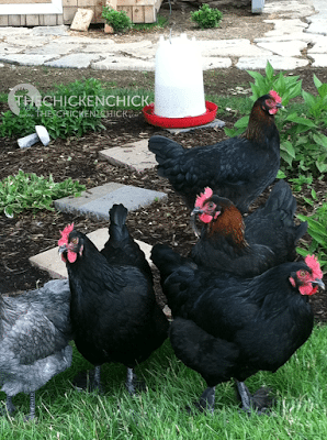 Why Water is Critically Important to Chickens Why Water is Critically Important to Chickens