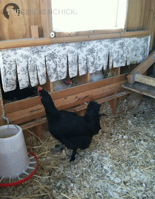 Mabel couldn't find an empty nest box as they were all occupied by broodies. Mabel couldn't find an empty nest box as they were all occupied by broodies.