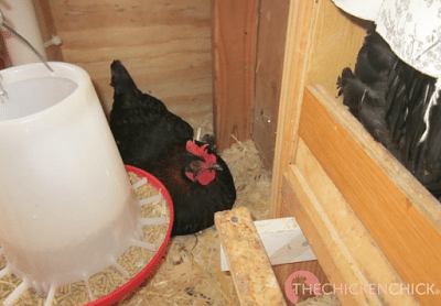 Mabel couldn't find an empty nest box as they were all occupied by broodies. Mabel couldn't find an empty nest box as they were all occupied by broodies.