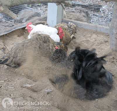 Chickens maintain their feathers and skin and control parasites by dust bathing, which is no more than a dry dirt bath. Some claim that adding DE to the dust bathing area combats external parasites (mites, lice, fleas) and that adding it to their feed controls internal parasites (worms). Chickens maintain their feathers and skin and control parasites by dust bathing, which is no more than a dry dirt bath. Some claim that adding DE to the dust bathing area combats external parasites (mites, lice, fleas) and that adding it to their feed controls internal parasites (worms).
