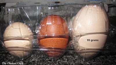 Excessively large or misshapen egg Excessively large or misshapen egg