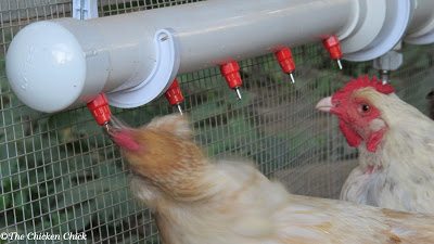 Clean Water: Advantages of Poultry Nipple Waterers for ...