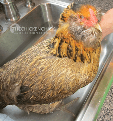 Put the hen in a tub of warm water for 15-20 minutes, which will hydrate her vent and relax her, making it easier to pass the egg. Put the hen in a tub of warm water for 15-20 minutes, which will hydrate her vent and relax her, making it easier to pass the egg.